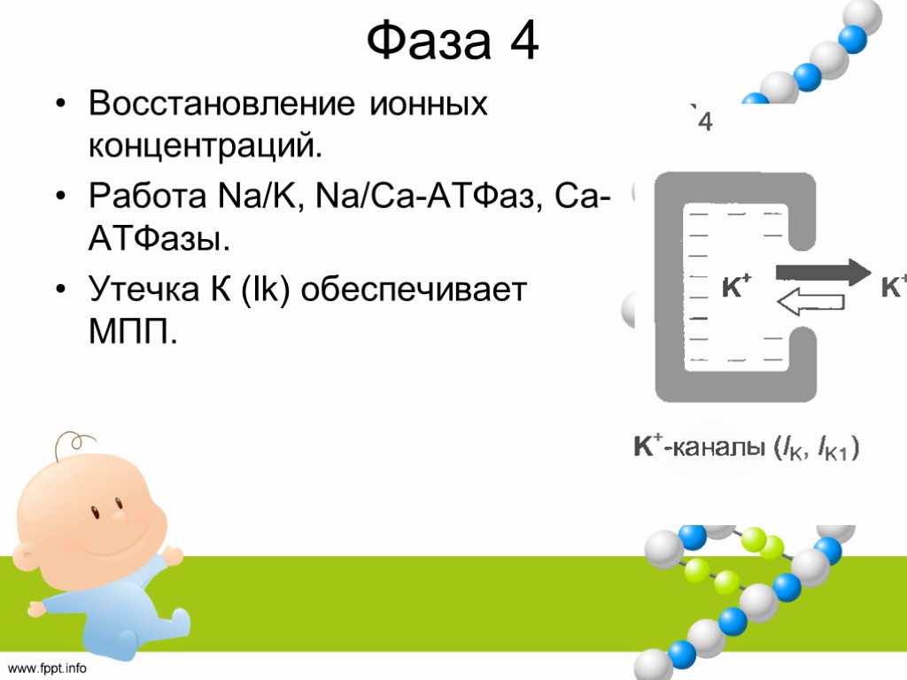 Фаза 4 Восстановление ионных концентраций. Работа Na/K, Na/Ca-АТФаз, Са-АТФазы. Утечка К (Ik) обеспечивает МПП.